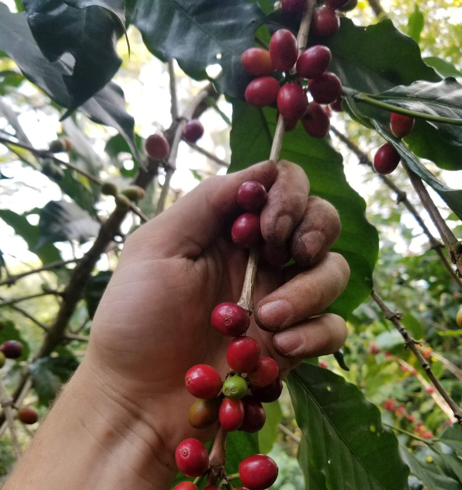 San Ignacio Coffee